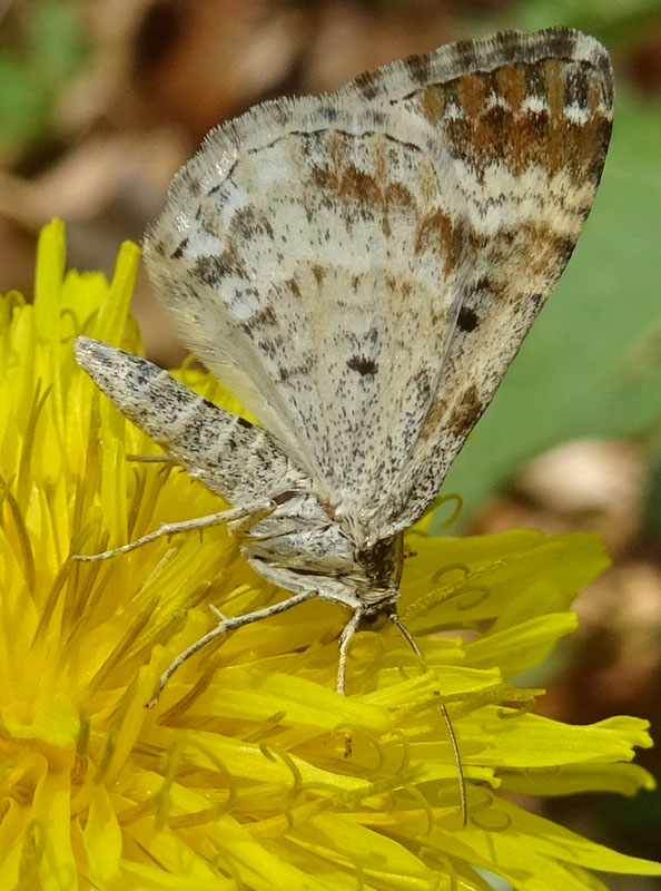 Epirrhoe rivata o alternata - Geometridae